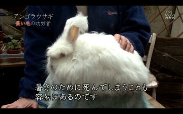 毛は抜けなくすることができる ロン毛のアンゴラウサギの健気な貢献 英考塾