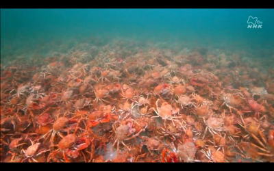 ワイルドライフ オーストラリア メルボルンの海 10万匹のカニ 謎の大集結 [Blu-ray]：COCOHOUSE - DVD