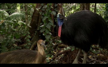 太古の森に頼られる巨鳥オオヒクイドリは、初代育メン。: 英考塾