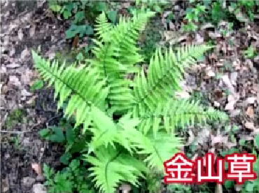 plant4.jpg