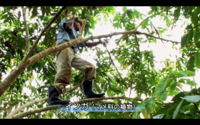 yakihata3.gif